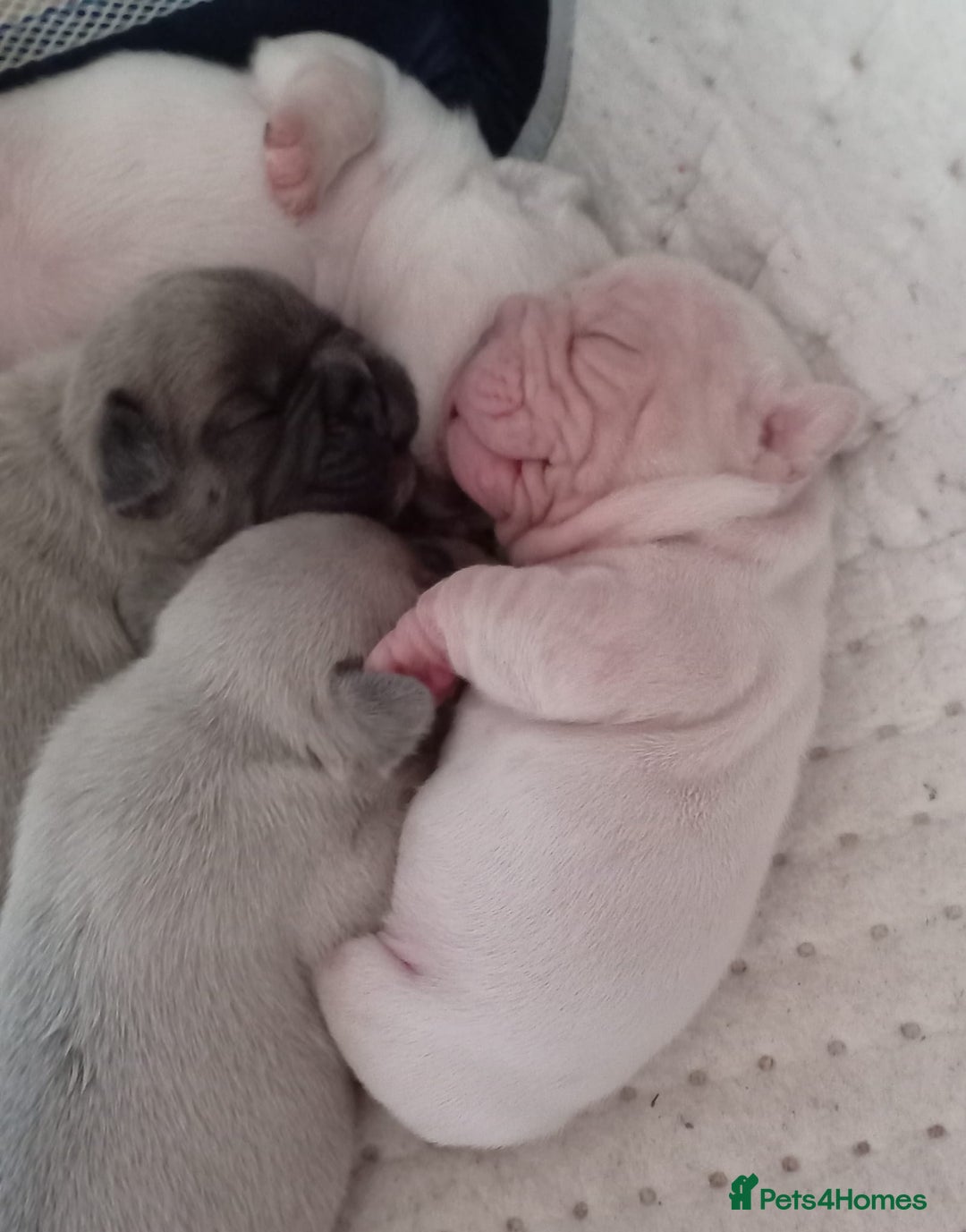 French Bulldog dogs for sale: Platinum cream velvet french bulldogpup 4 week old - Image 13