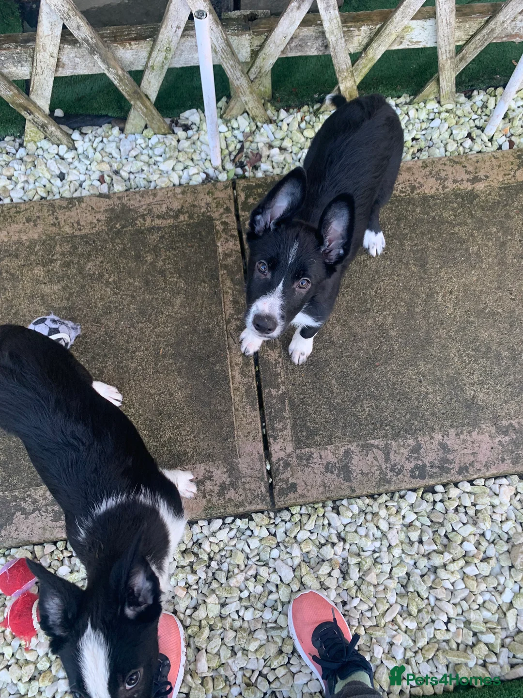 Border Collie dogs for sale: 4 border collie pups - Advert 4