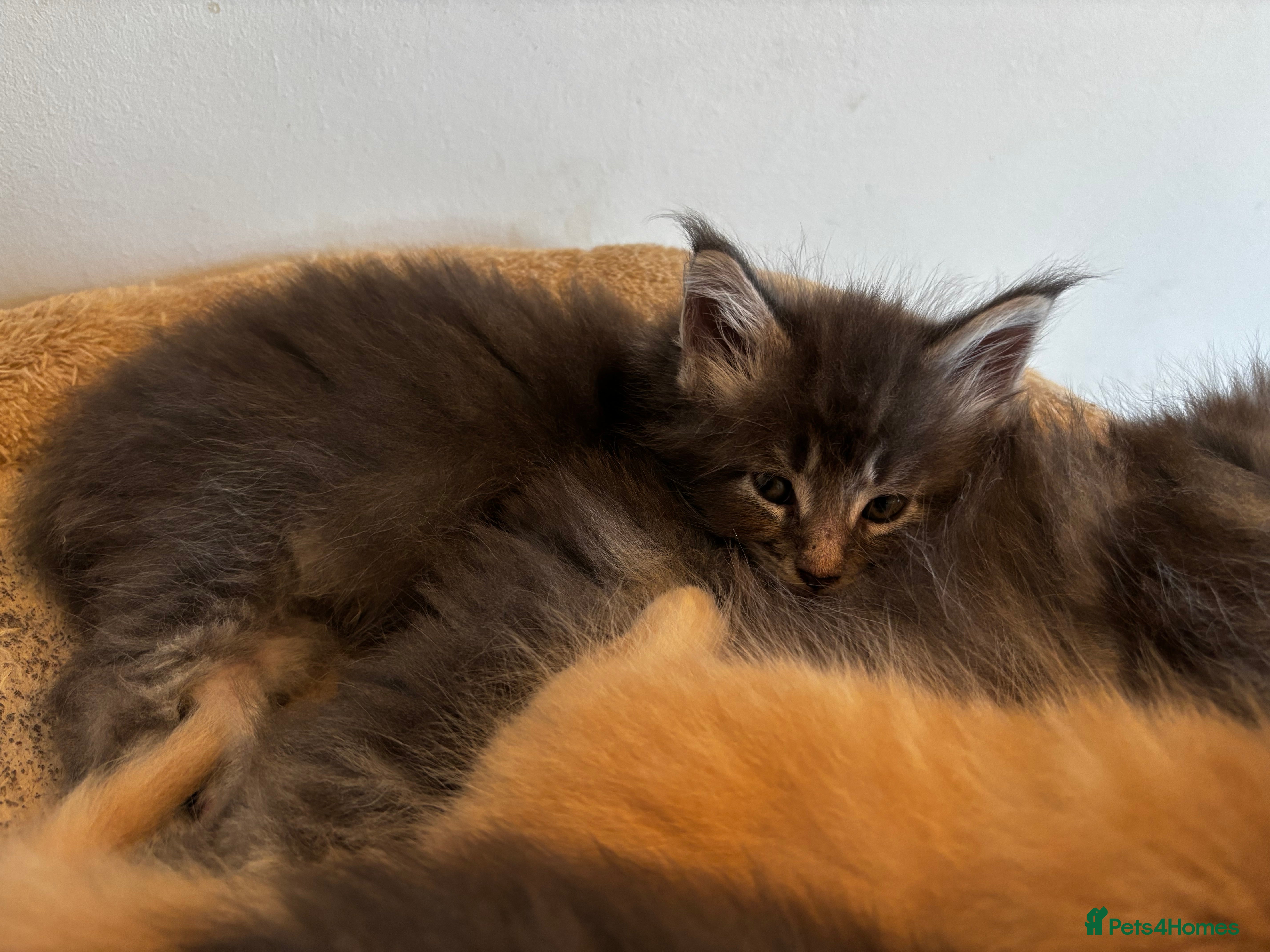 Maine Coon cats Majestic Maine Coon Kittens  - Advert 2