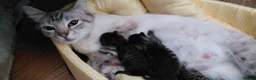 Bengal cats for sale: SnowBengal cross kittens  - Advert 1