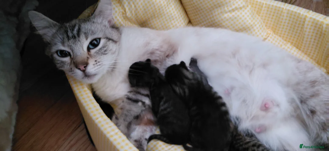 Bengal cats for sale: SnowBengal cross kittens  - Advert 1