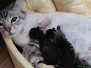 Bengal cats SnowBengal cross kittens - Advert 5