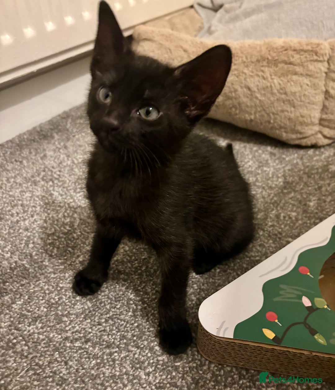 Mixed Breed cats for sale: Gorgeous black Siamese cross boy 🐾  - Advert 5