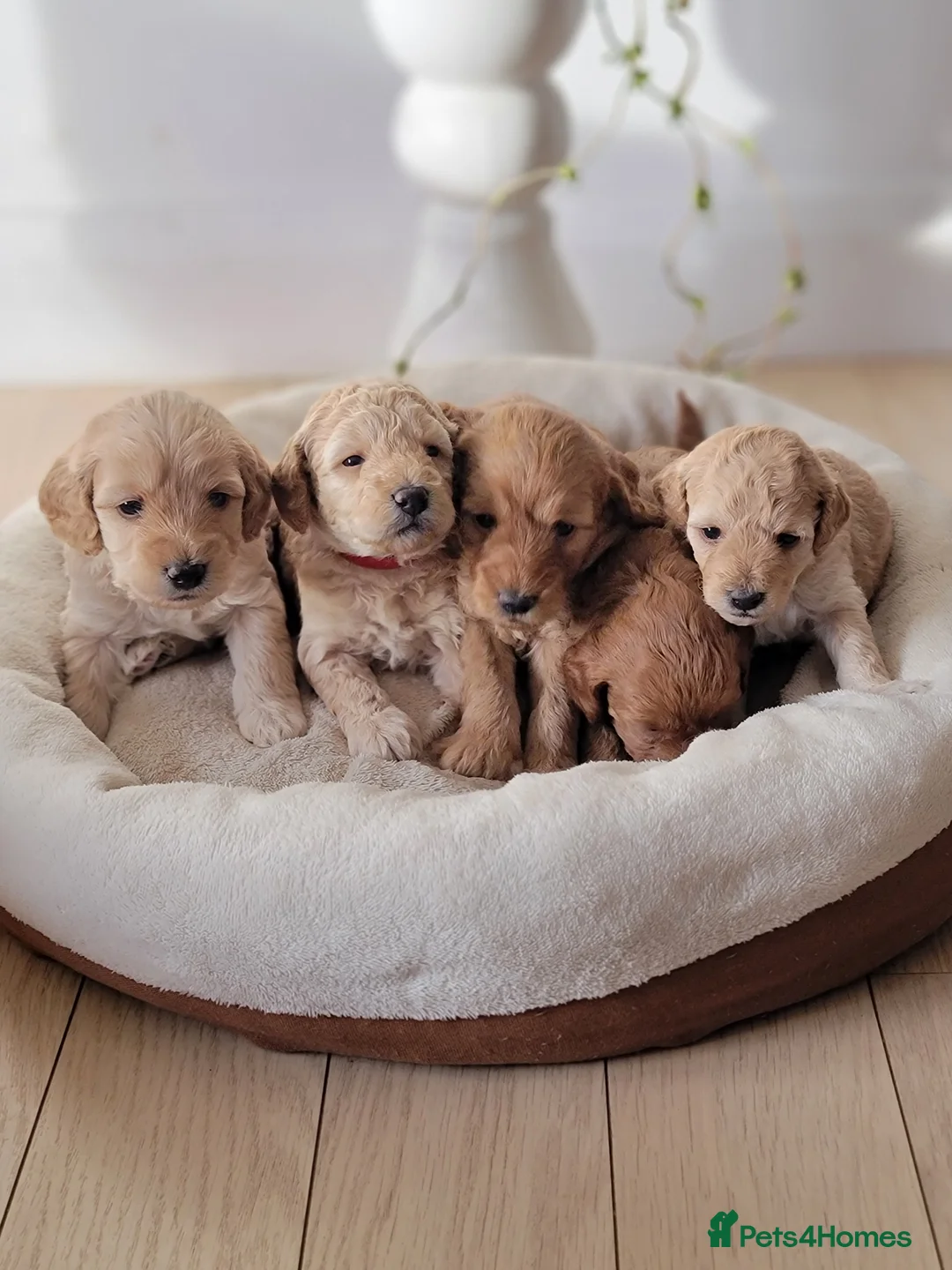 Maltipoo dogs for sale: F1b Maltipoo  - Advert 3