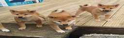 Japanese Shiba Inu dogs for sale: *New price! 3 left* all KC female shiba inus. - Advert 1