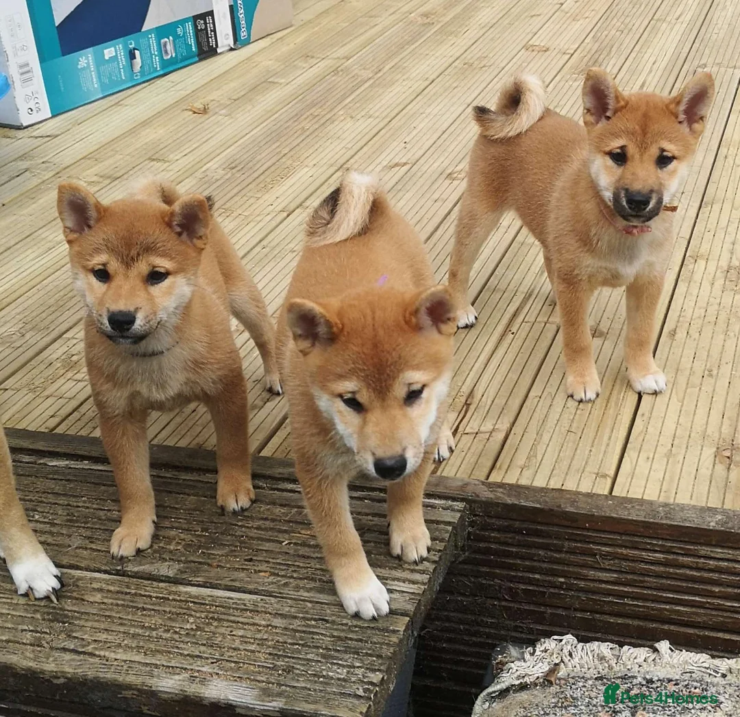 Japanese Shiba Inu dogs for sale: *New price! 3 left* all KC female shiba inus. - Advert 1