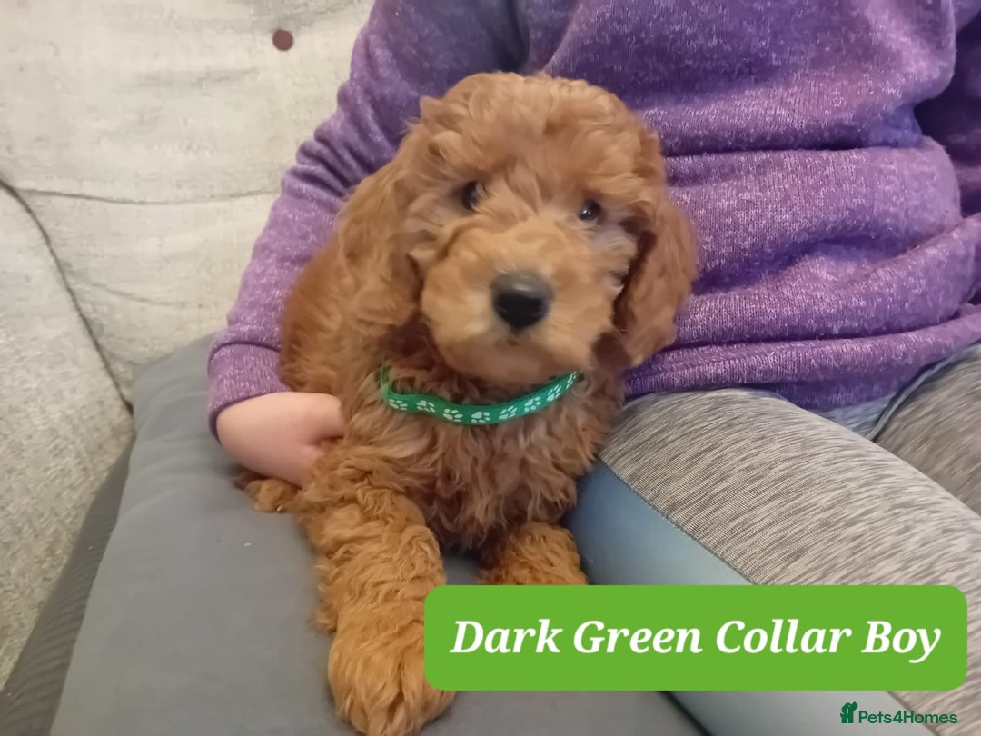 Goldendoodle dogs for sale: Goldendoodle puppies - Advert 10