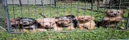 Norfolk Terrier dogs for sale: Norfolk terrier pups - Advert 3