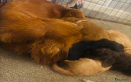 Cockapoo dogs for sale: Stunning cockapoos  - Image 6