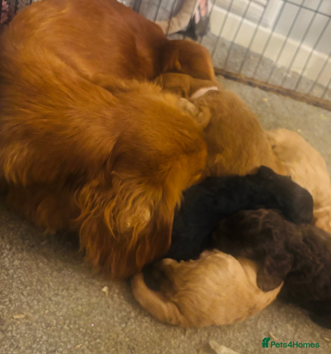 Cockapoo dogs for sale: Stunning cockapoos  - Image 6