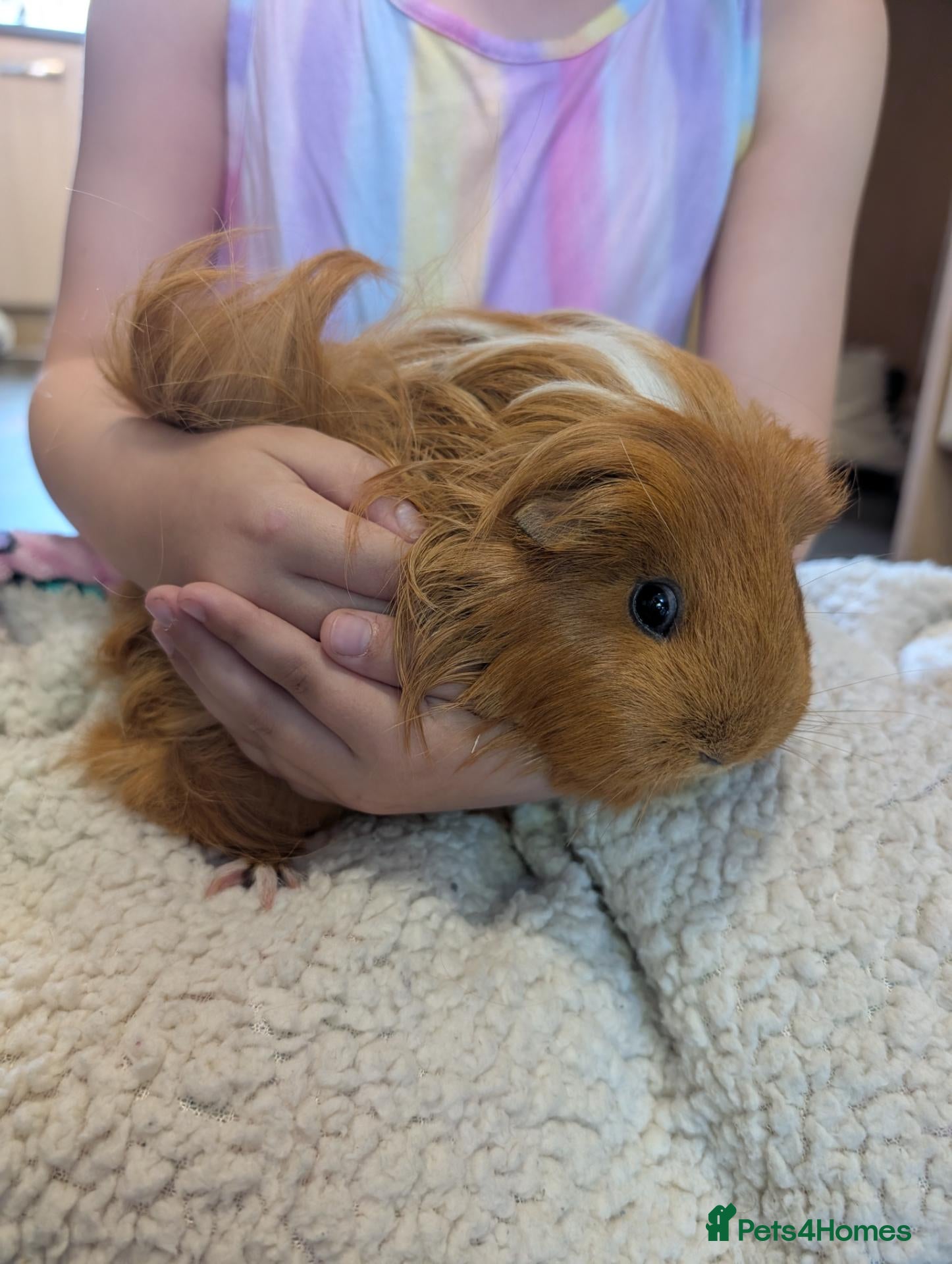 Guinea Pig rodents 3 female guinea pigs - Advert 1