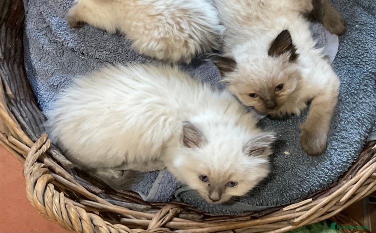 Ragdoll cats - Advert 1