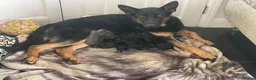 German Shepherd dogs for sale: I have 9 puppies for sale at an good price  in London - Advert 6