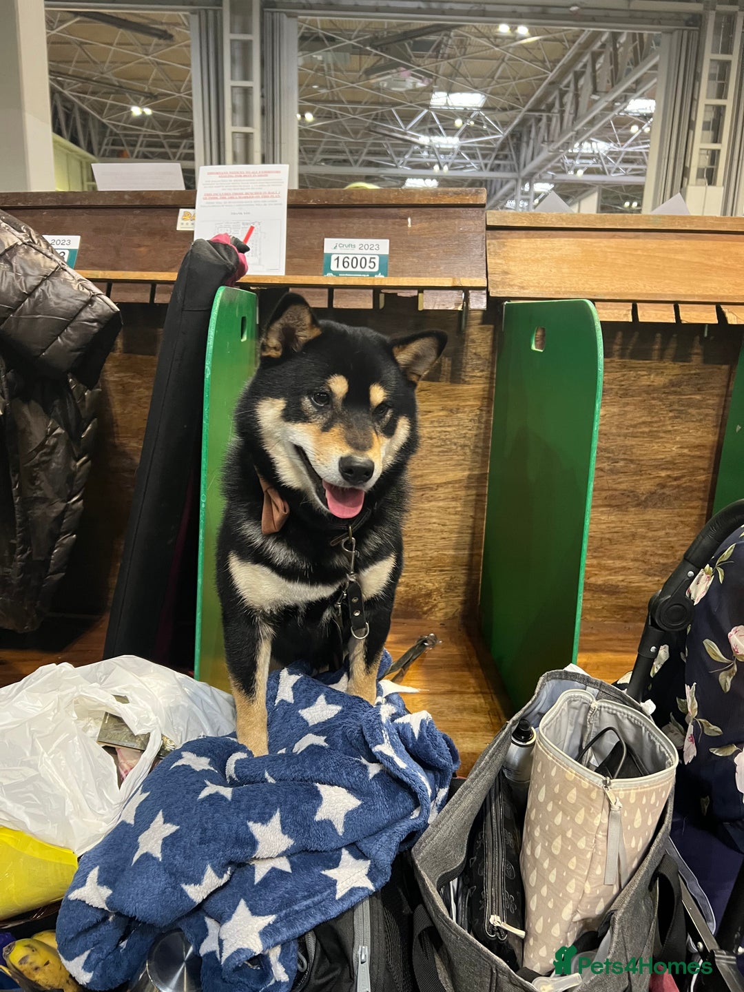 Japanese Shiba Inu dogs for sale: 	“Shiba Inu Puppies – Champion Pedigree, DNA Clear - Image 19