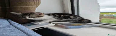 Mixed Breed 4