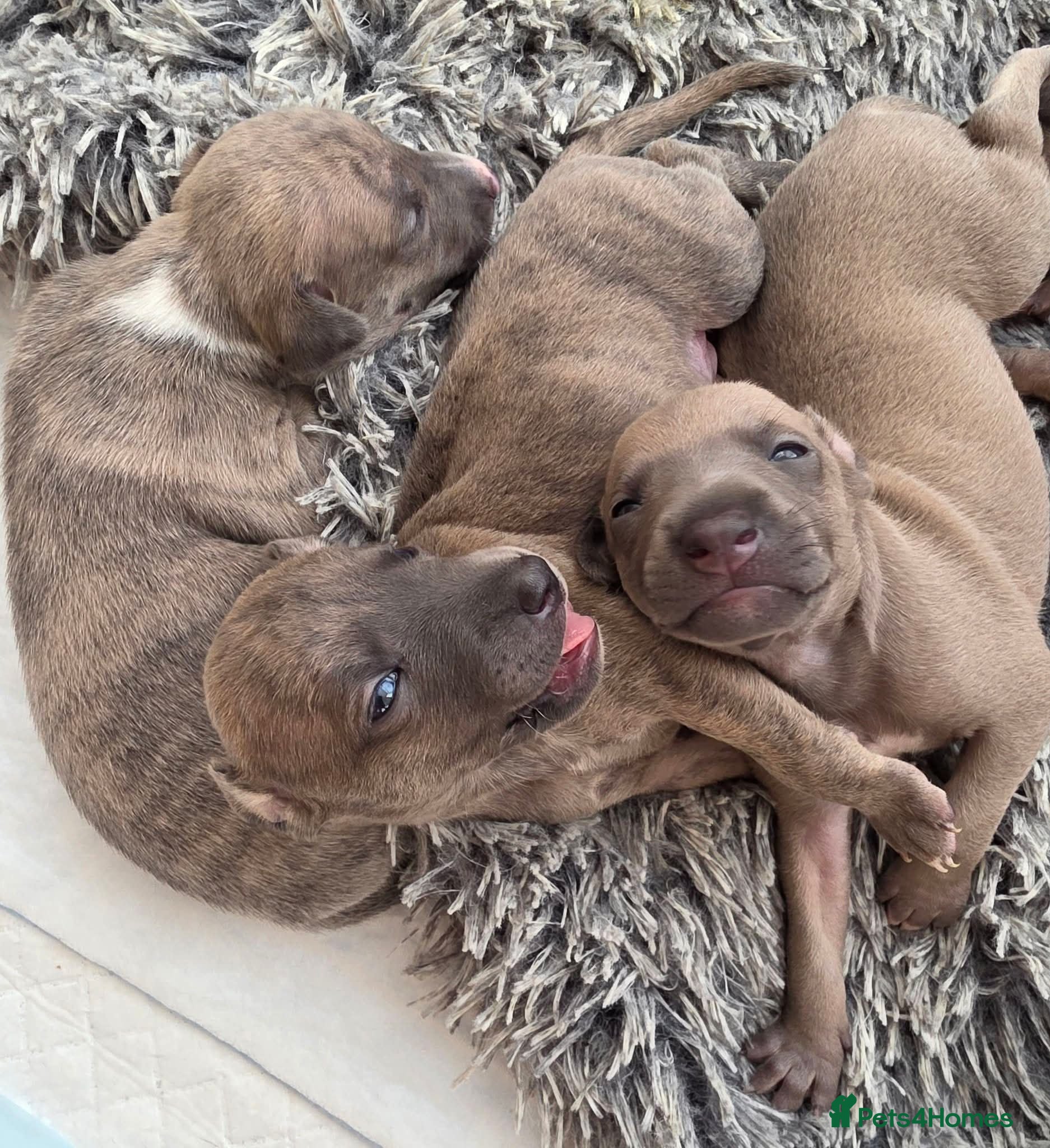 Mixed Breed dogs Stunning whippet/Italian greyhound puppies(wiggys) - Advert 8