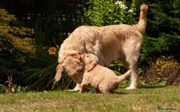 Labradoodle dogs for sale: 2nd Generation Labradoodles - Image 1