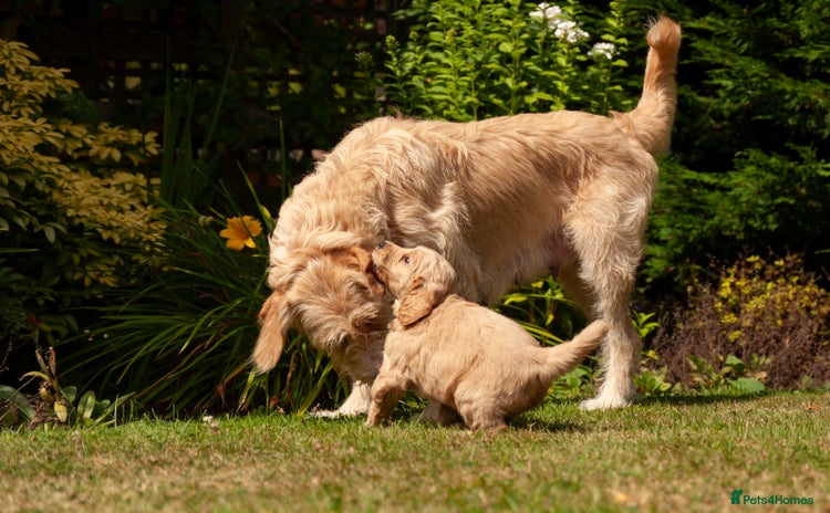 Labradoodle dogs - Advert 1
