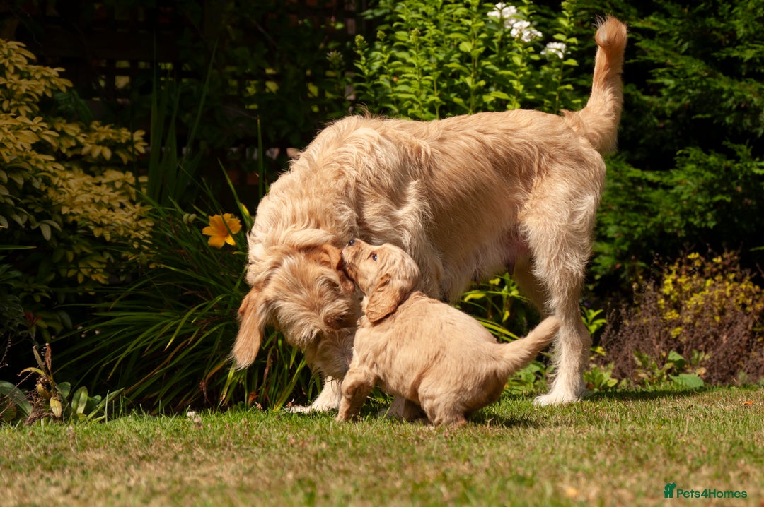 Labradoodle dogs for sale: 2nd Generation Labradoodles - Image 1