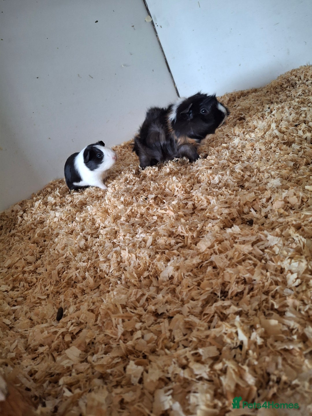 Guinea Pig rodents for sale: Various ages of male guinea pigs  - Image 5