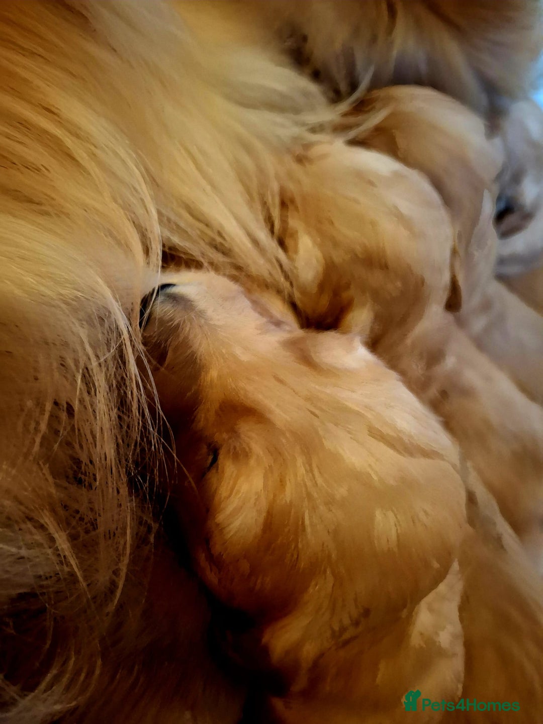 Golden Retriever dogs for sale: ⭐ DARK Golden retriever puppies 🐶 - Advert 2