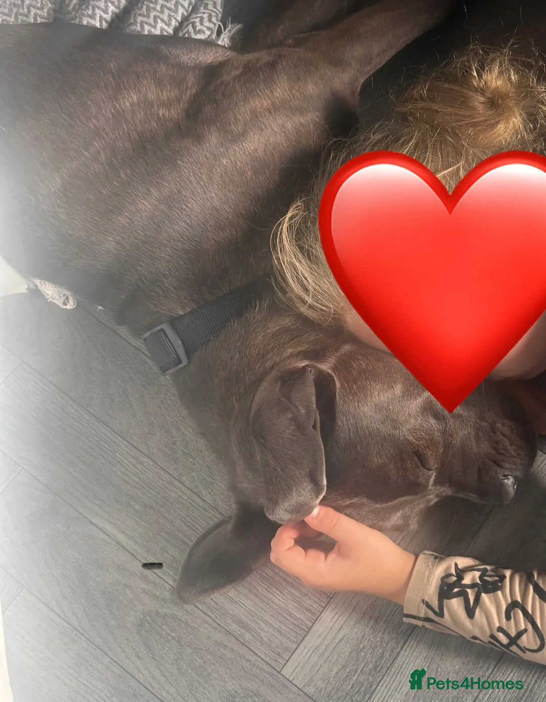 Mixed Breed dogs for sale: Cane corso mix - Advert 2