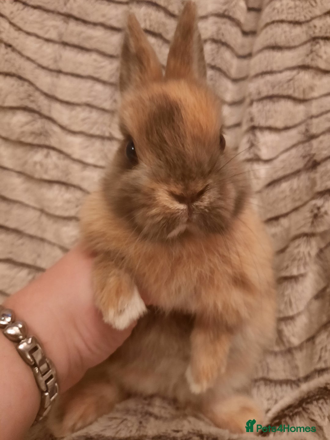 Netherland Dwarf rabbits for sale: Six Litters Of Netherland Dwarf Babies - Image 2