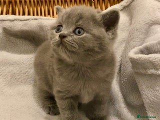British Shorthair cats - Advert 28