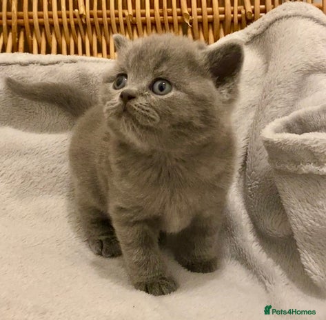British Shorthair cats - Advert 27