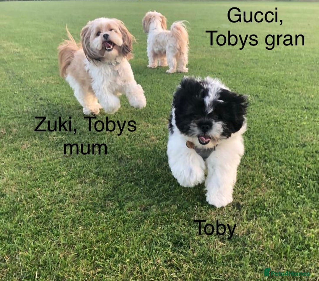 Lhasa Apso dogs for stud: Proven KC Registered Lhasa Apso Stud Toby in York - Advert 7