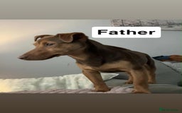 Jack Russell dogs for sale: Jack Russel puppies ready now! Dob is wrong - Image 3