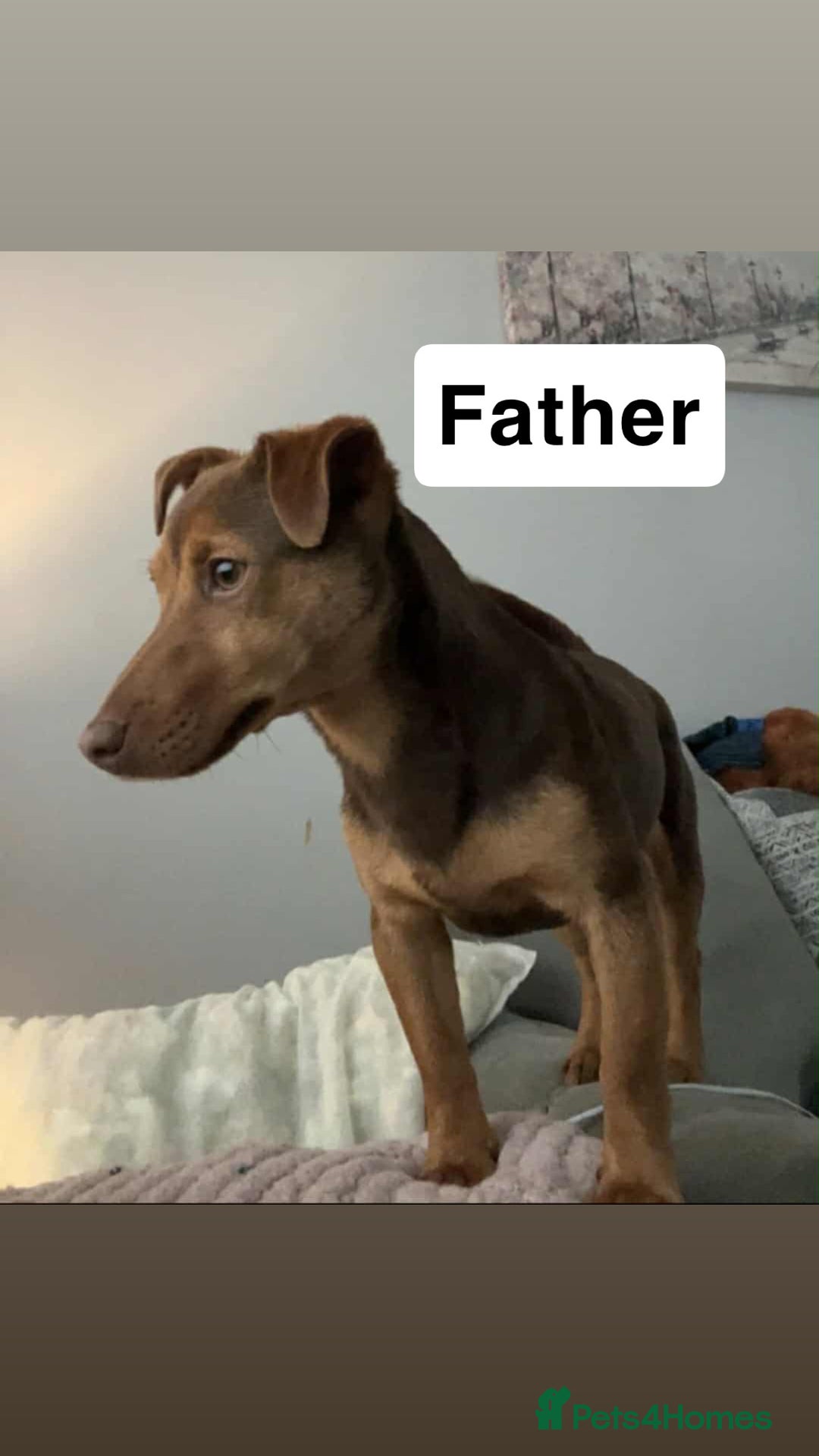 Jack Russell dogs for sale: Jack Russel puppies ready now! Dob is wrong - Image 3