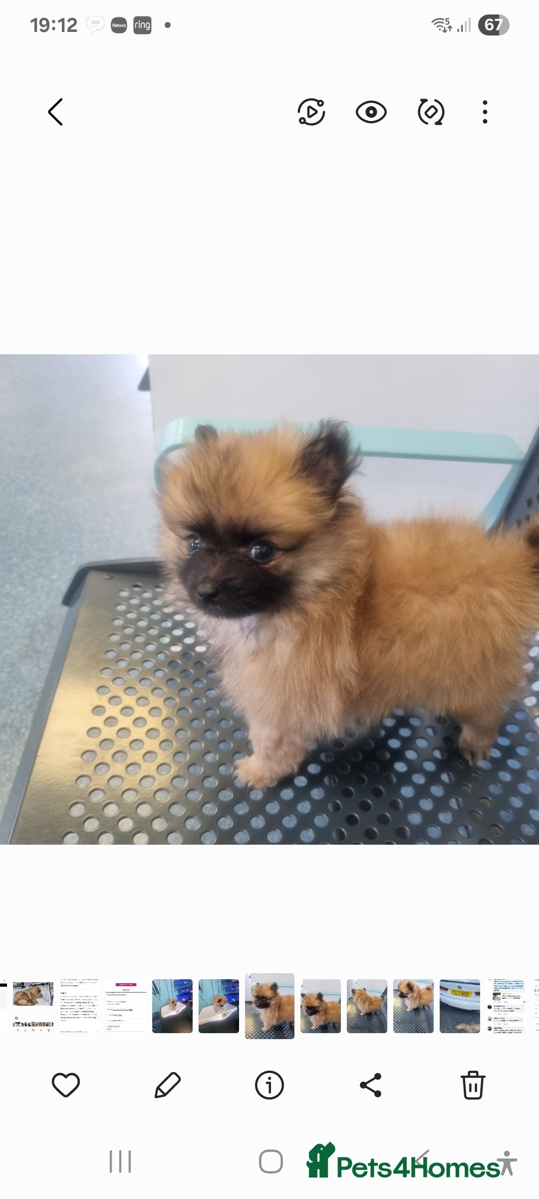 Pomeranian dogs for sale: Xxs Pomeraniums  - Image 2