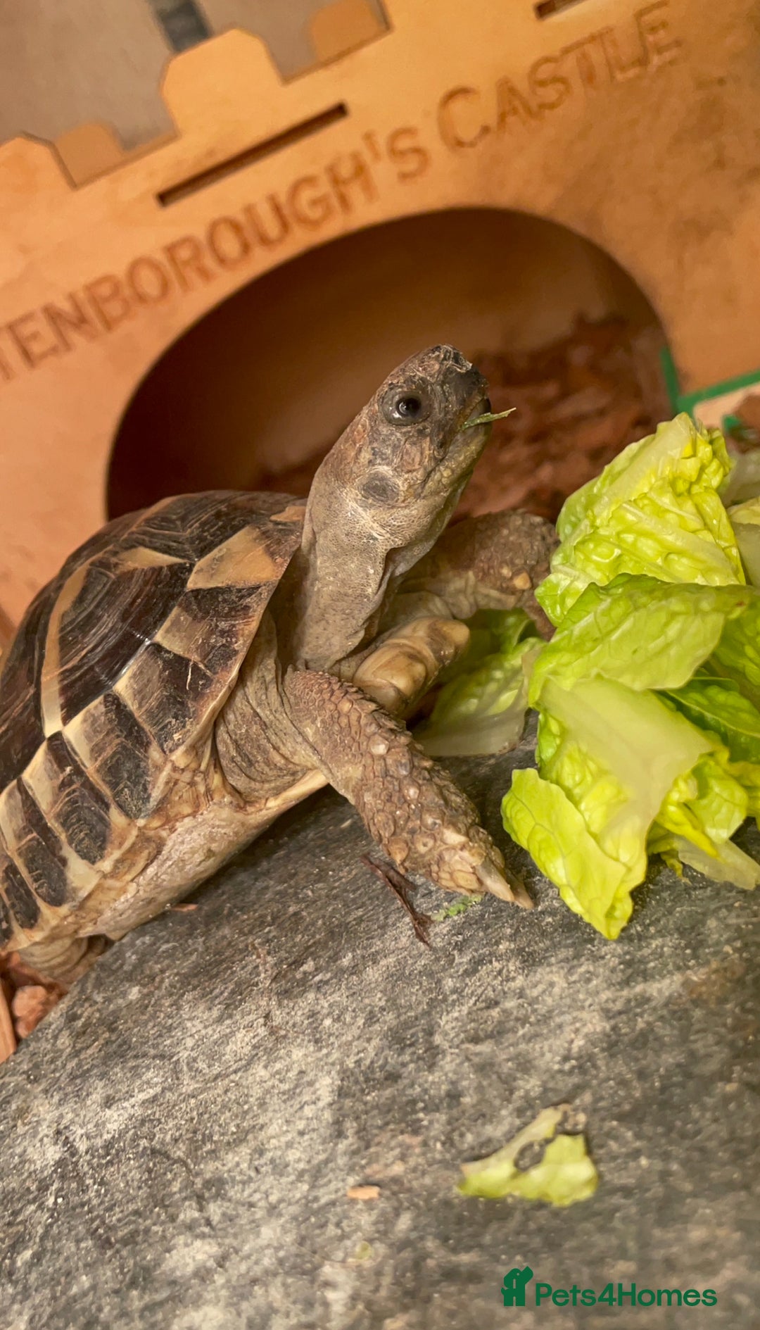 Hermann Tortoise reptiles for sale: Herman tortoise + entire setup - Image 2