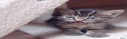 British Shorthair cats for sale: Stunning mackerel tabby kittens  - Advert 7