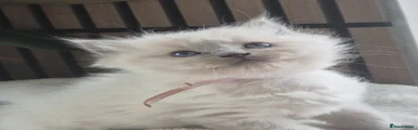 Ragdoll Kitten 6