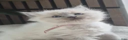 Ragdoll cats for sale: Beautiful ragdolls gccf and tica registered - Advert 12