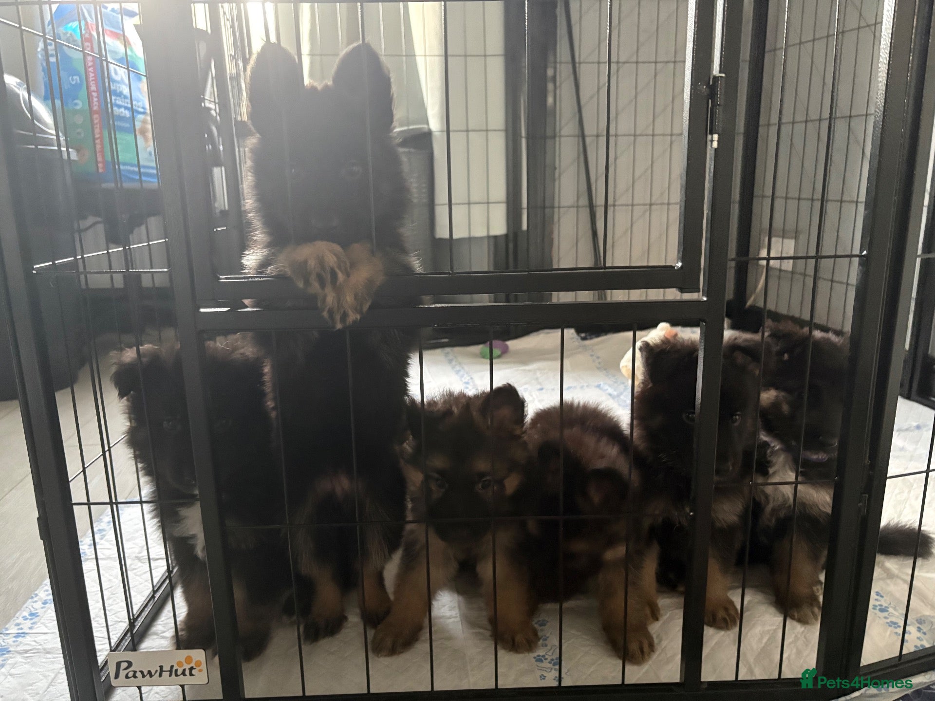 German Shepherd dogs German Shepard pups for sale - 2 boys 5 girls - Advert 1