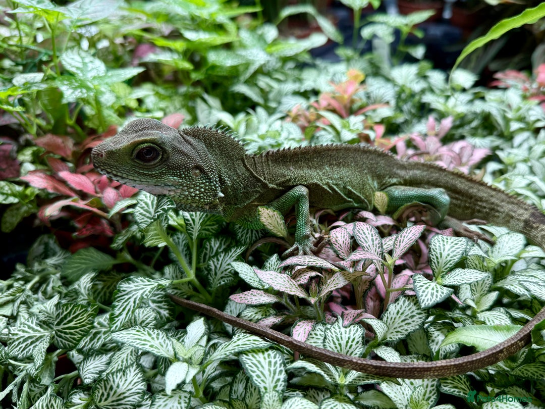 Lizard reptiles for sale: Chinese Water Dragon - Image 2