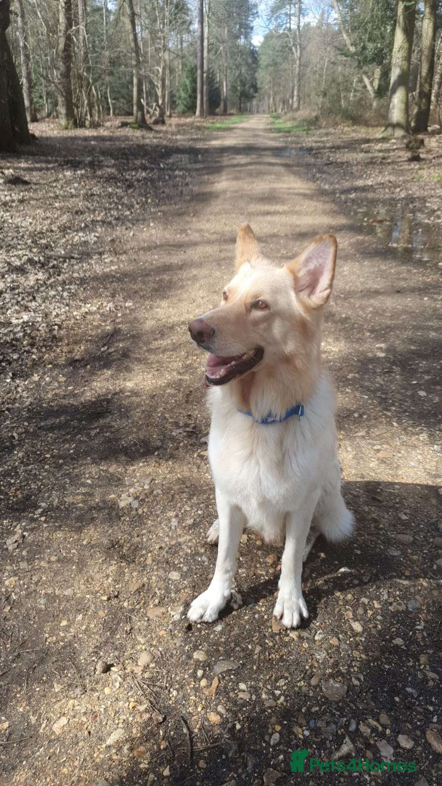 German Shepherd dogs White GSD ready for stud litter produces white pup - Advert 1