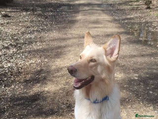 German Shepherd dogs White GSD ready for stud litter produces white pup - Advert 2