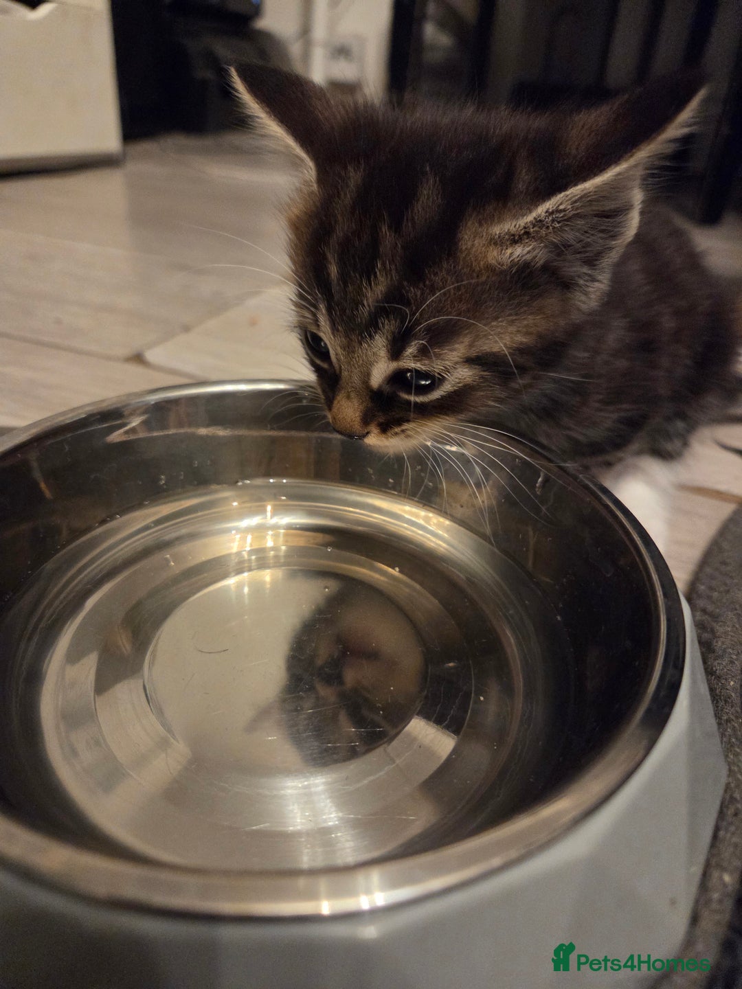 Mixed Breed cats for sale: 5 Adorable Kittens Ready for New Homes! - Image 23
