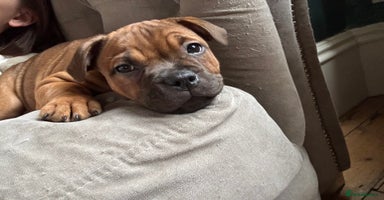 Staffordshire Bull Terrier dogs - Advert 1