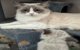 Ragdoll cats for sale: Our little snow babies ragdoll kittens  - Image 17