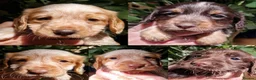 Cocker Spaniel dogs for sale: Kc registered working cockers  - Advert 14