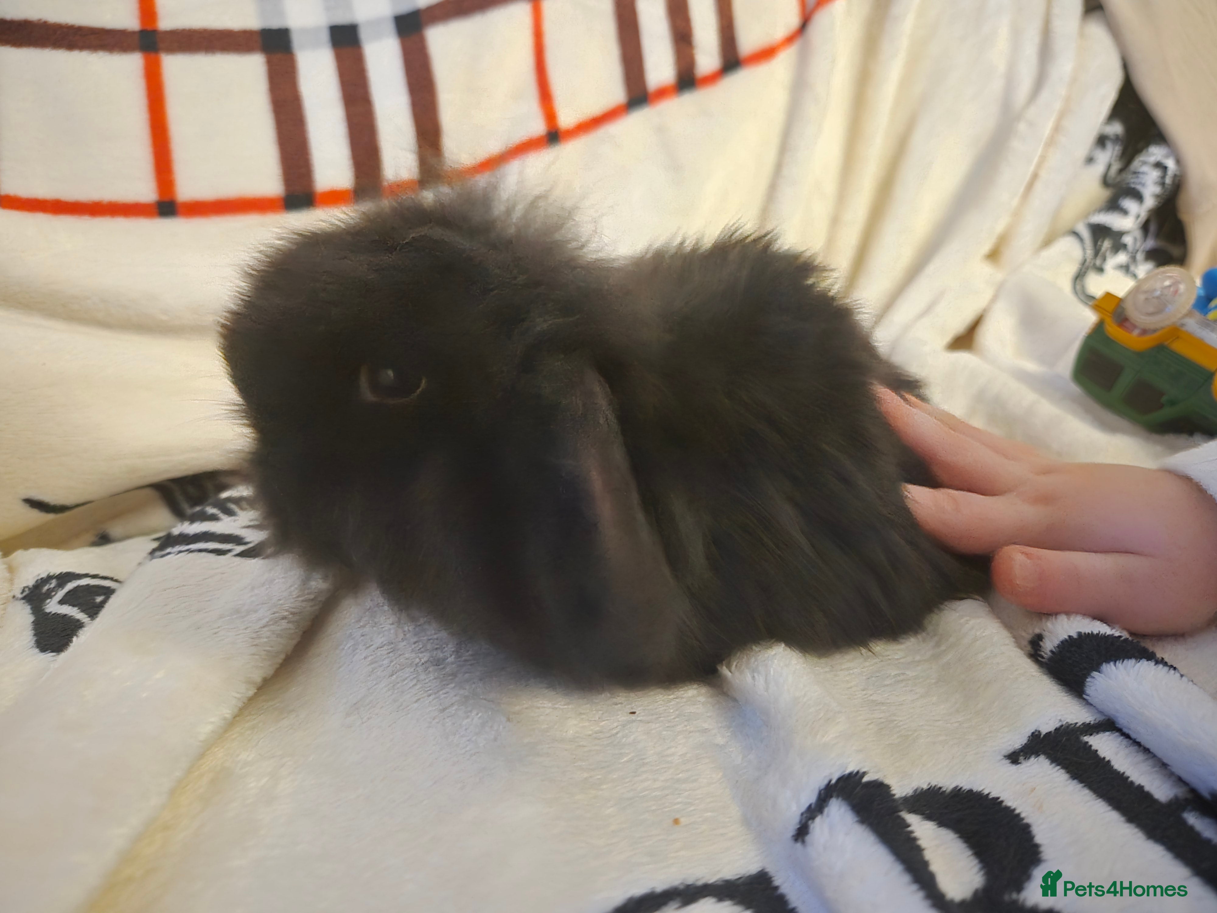 Mini Lop rabbits Stunning mini lops - Advert 6