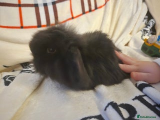 Mini Lop rabbits Stunning mini lops - Advert 7