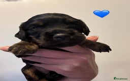 Cocker Spaniel dogs for sale: KC reg cocker spaniel pups  - Image 3