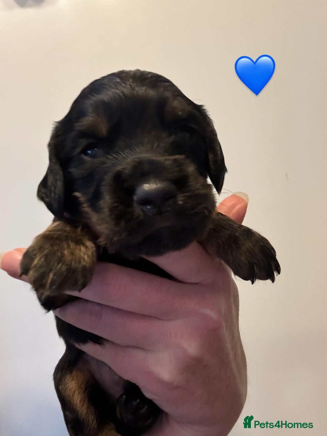 Cocker Spaniel dogs for sale: KC reg cocker spaniel pups  - Image 3