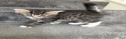 Mixed Breed cats for sale: 7 adorable Kittens! - Advert 5